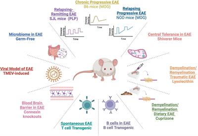 experimental autoimmune encephalomyelitis phenotype